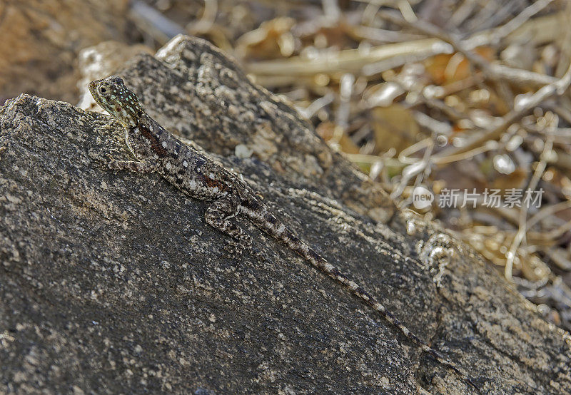 常见的agama，红头岩石agama，或彩虹agama (agama agama)是一种来自Agamidae家族的蜥蜴，发现于撒哈拉以南非洲的大部分地区。肯尼亚梅鲁国家公园。女性。